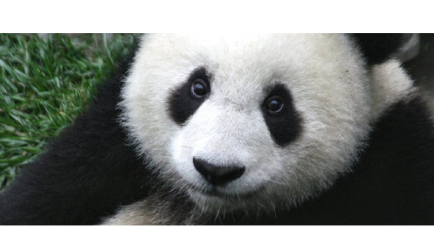 La SEO, il primo posto su Google e il Panda La SEO, il primo posto su Google e il Panda